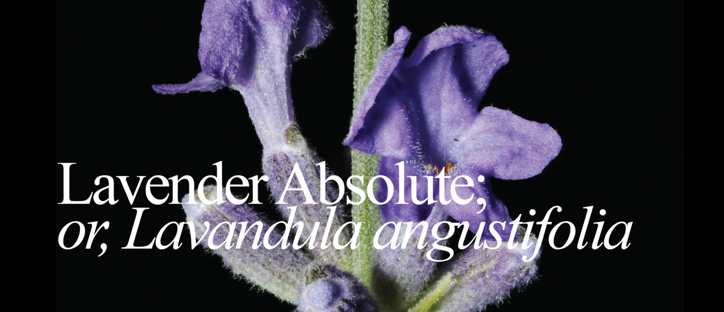 Lavender Absolute | Featured Note For April, & Beltane