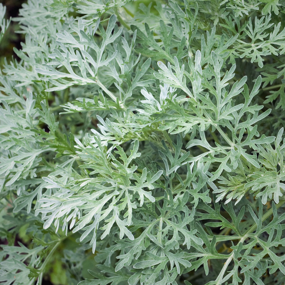 Close up of the silvery-green leaves of a wormwood (absinthe) plant