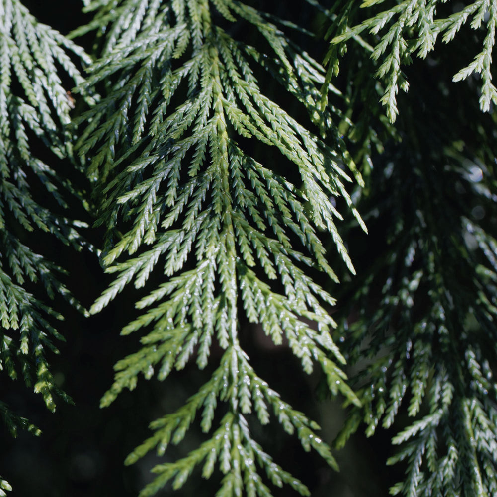 Close up of a branch of Alaskan Cypress in moodly dappled lighting