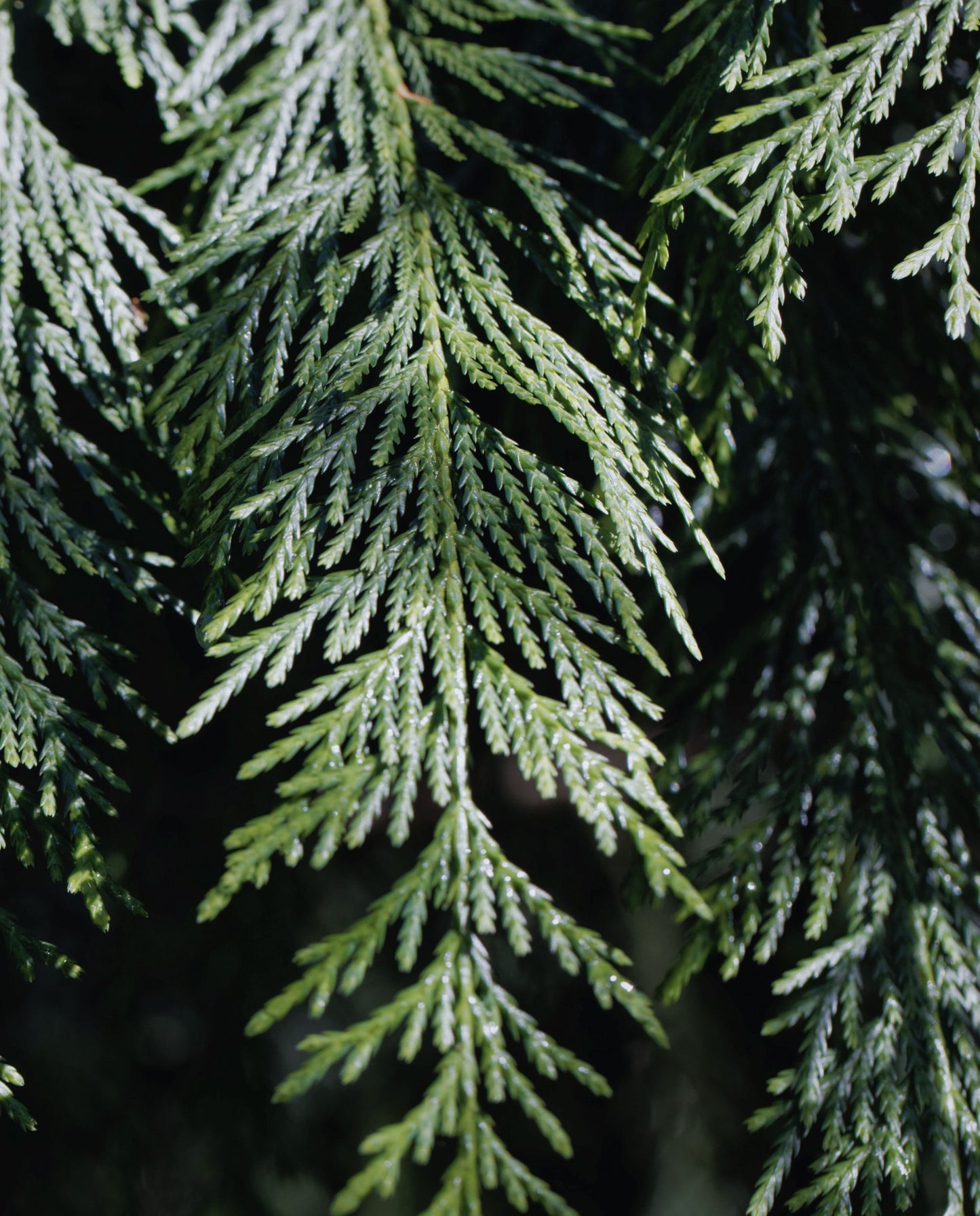 Close up of a branch of Alaskan Cypress in moodly dappled lighting