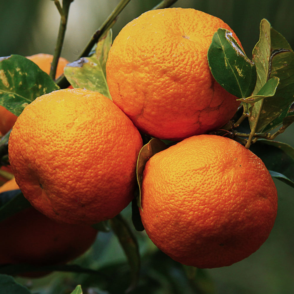 
                      
                        Bunch of 3 bitter oranges hanging from a tree branch
                      
                    