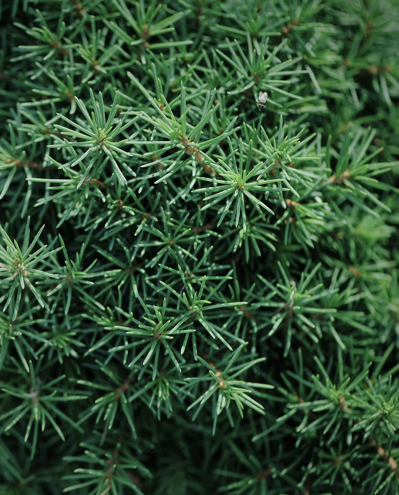 NUIT DÉSERT  Botanical Perfume Oil - cedar leaf, agarwood, vetiver – Lvnea  Perfume