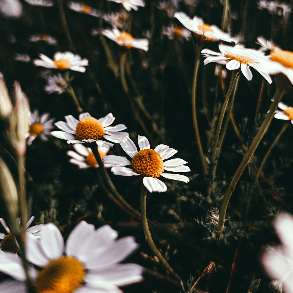 close up of chamomile flowers