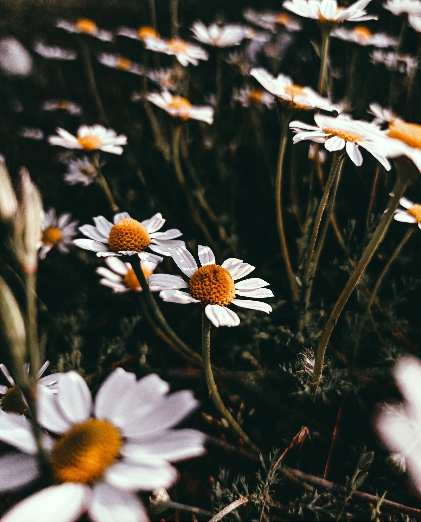 close up of chamomile flowers