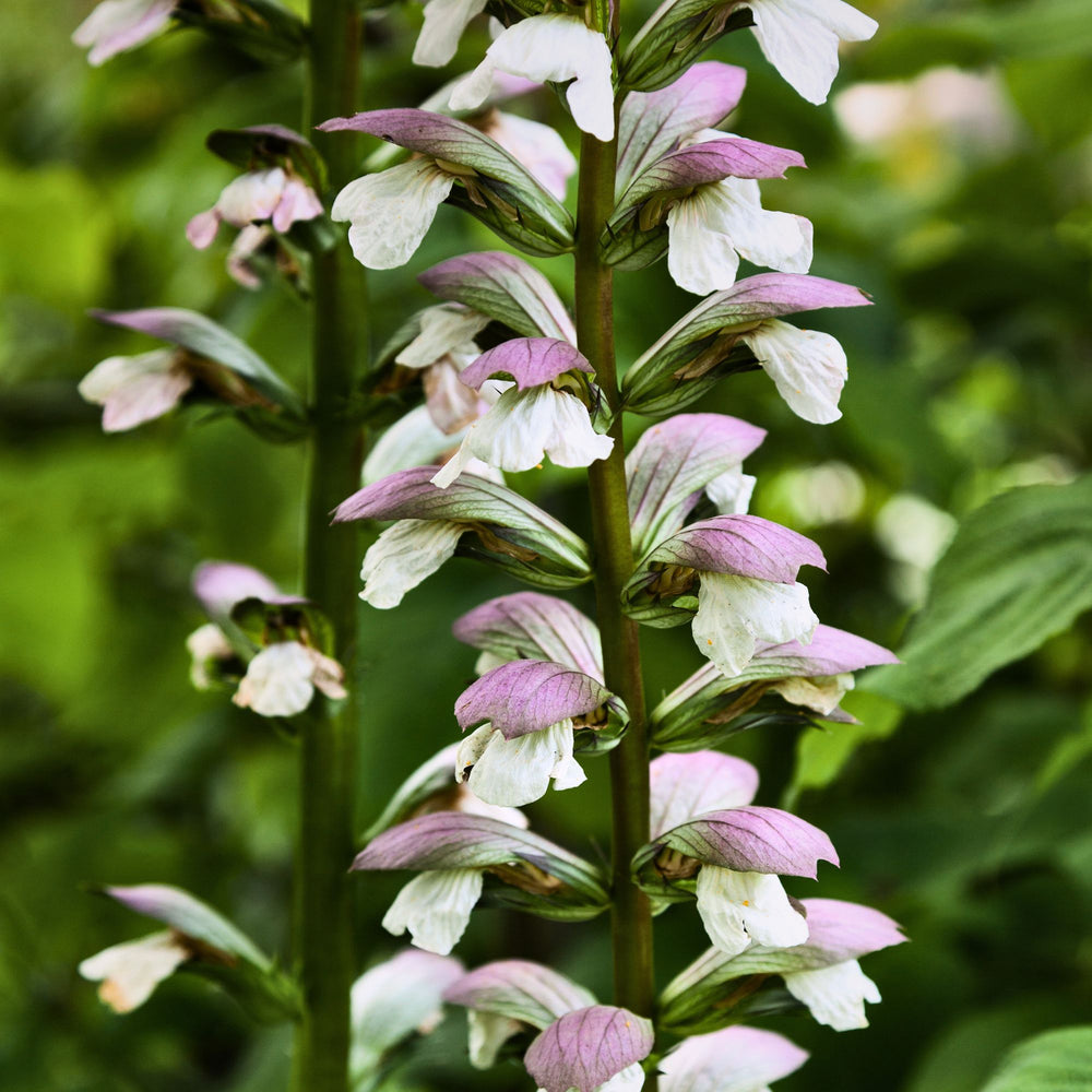 close up of clary sage plant and its mauve flowers