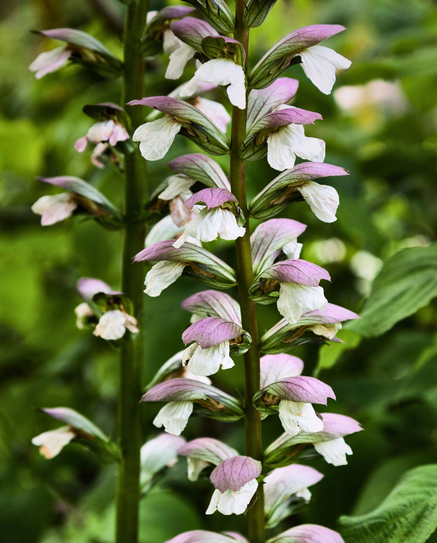 close up of clary sage plant and its mauve flowers