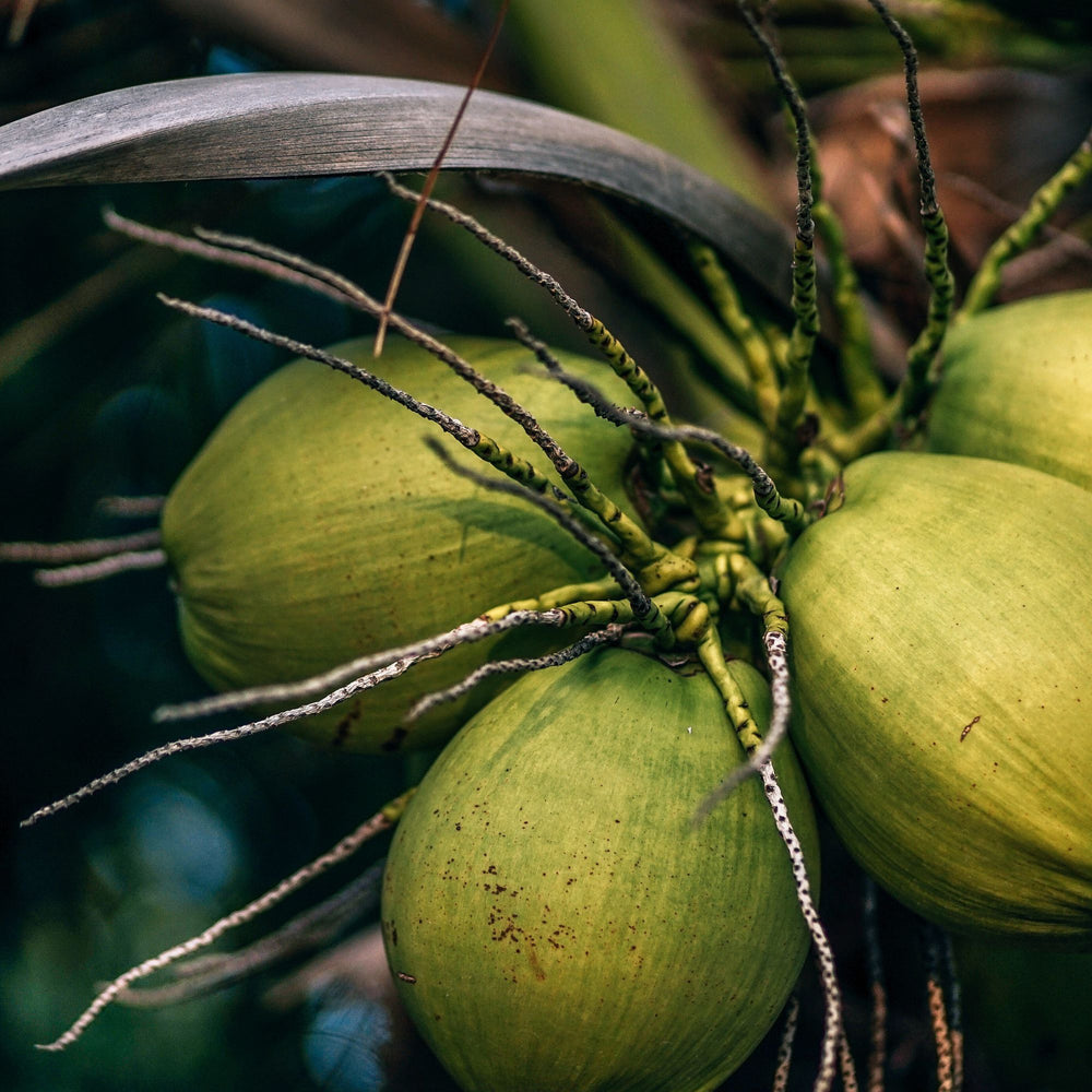 close up of young green coconuts on a tree