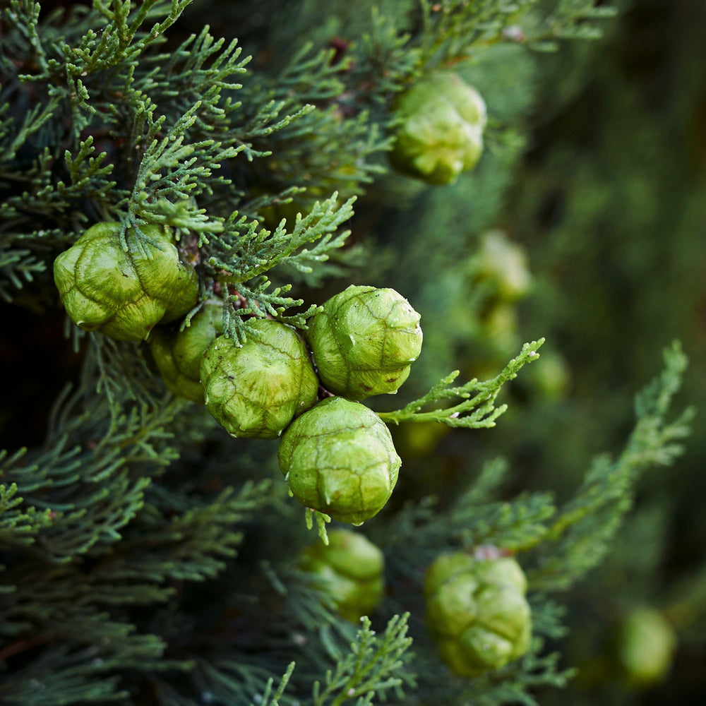 close up of cypress leaves and berries