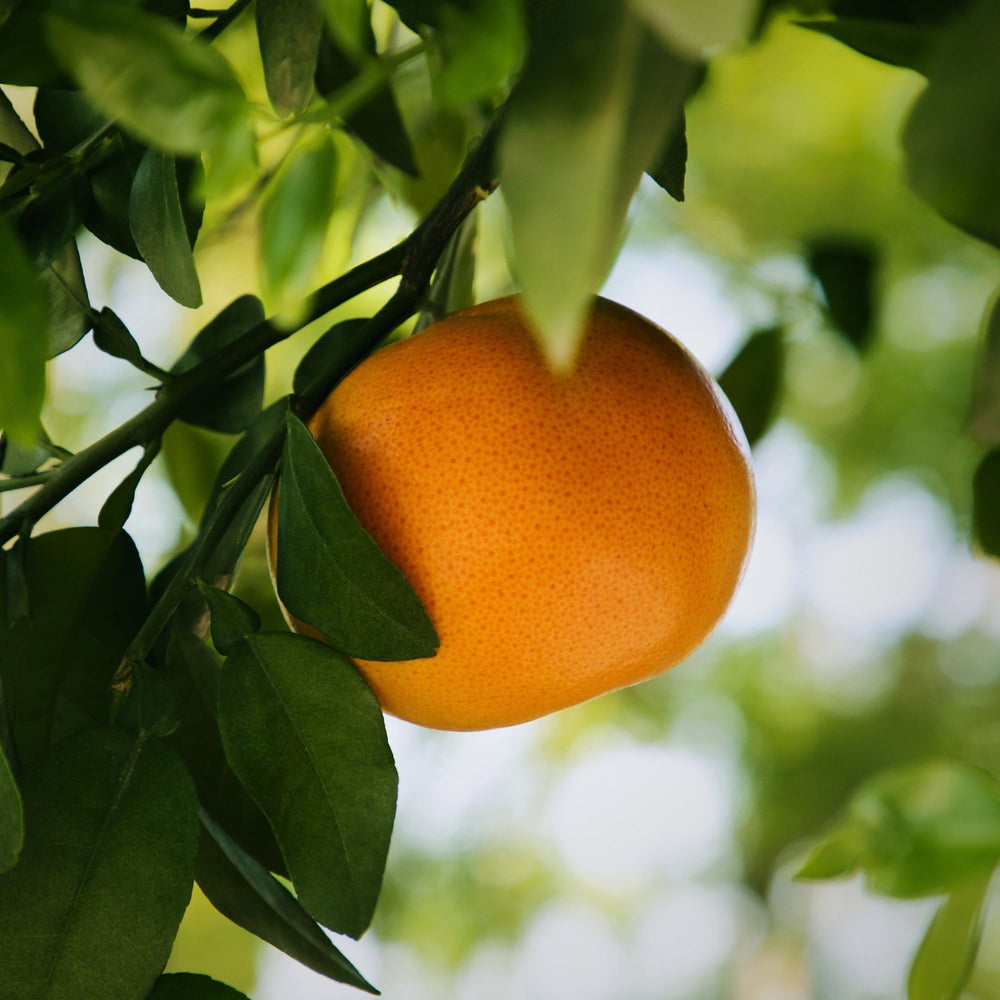 grapefruit hanging from a tree