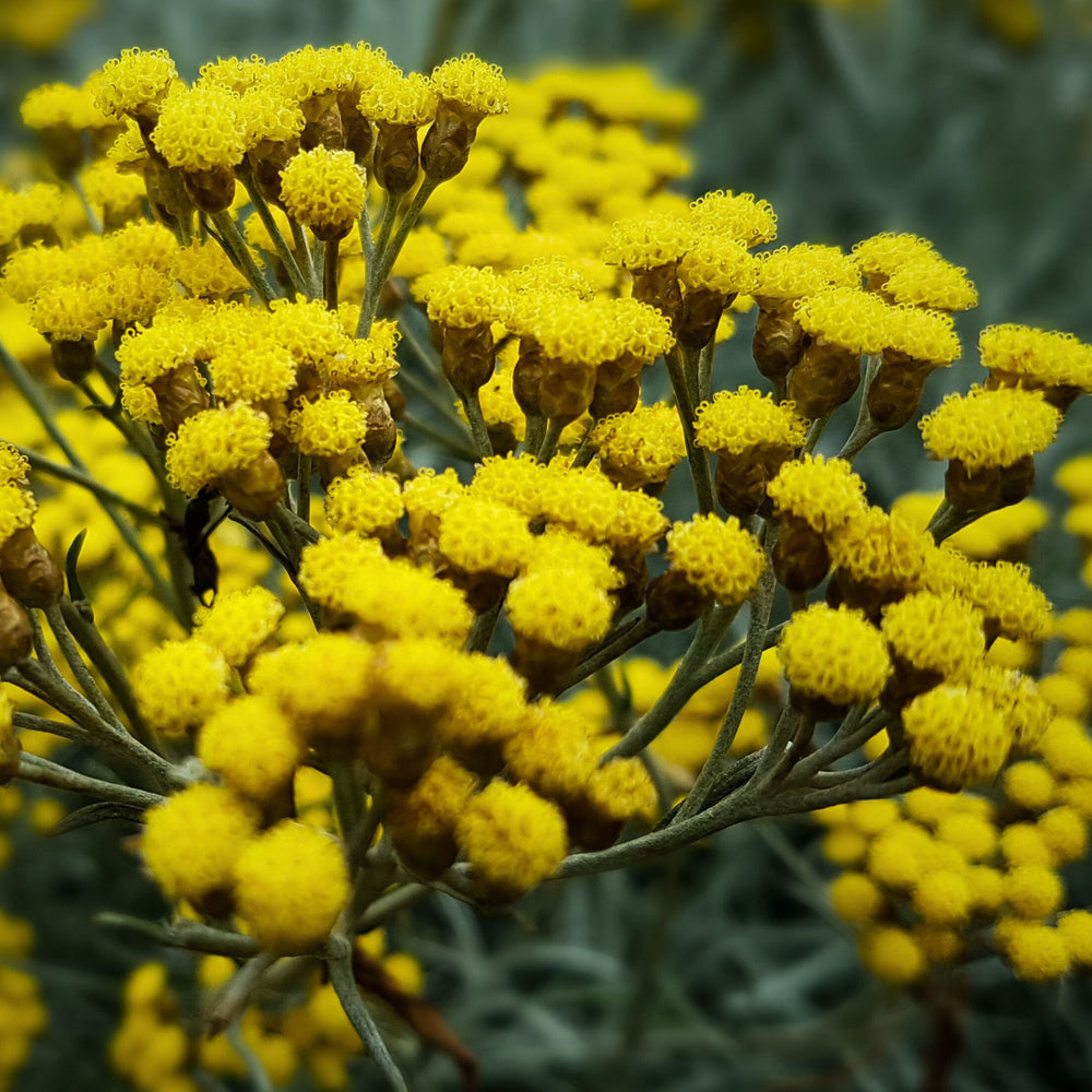 
                      
                        close up of bunches of yellow helichrysum (imortelle) flowers.
                      
                    