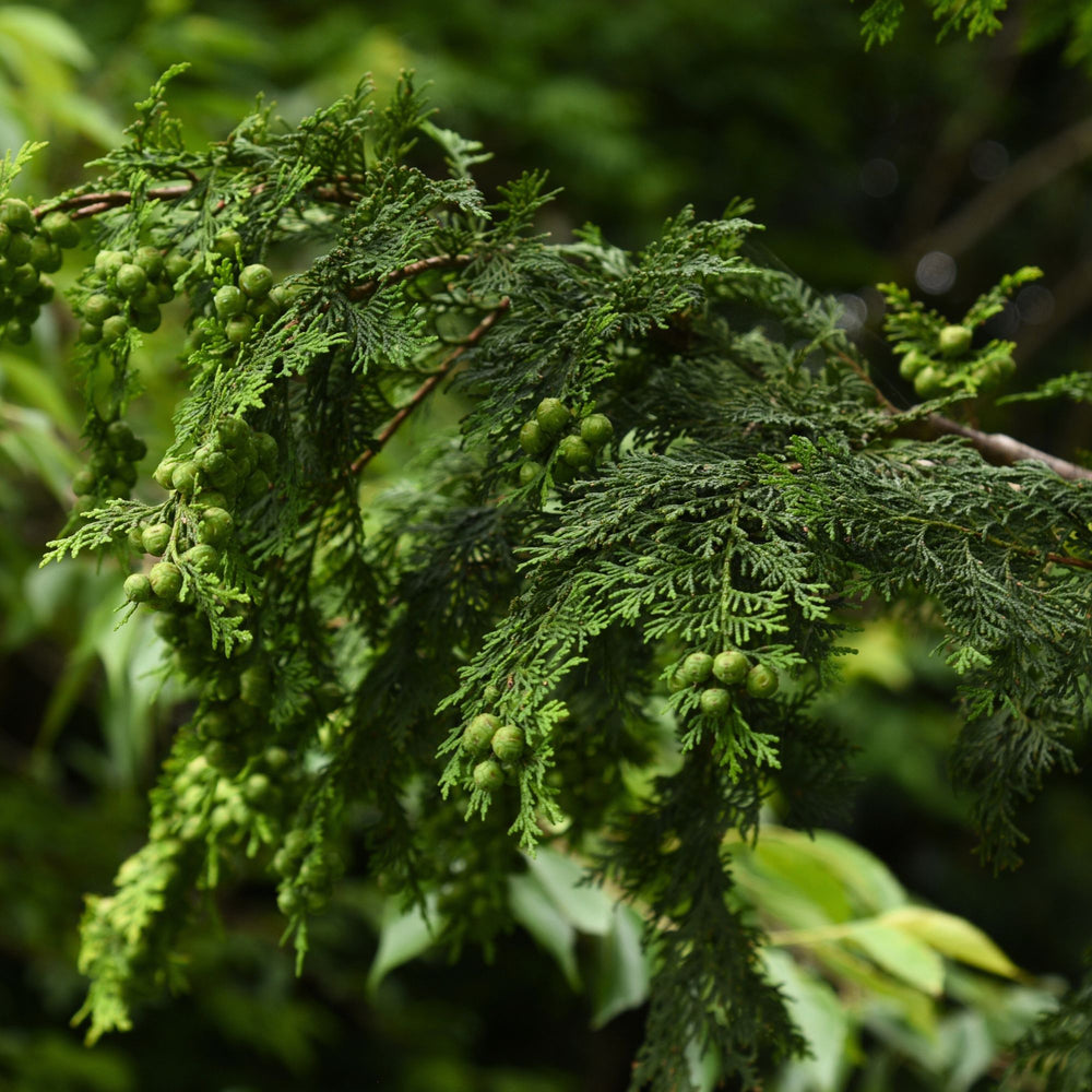 
                      
                        close up of hinoki branch
                      
                    