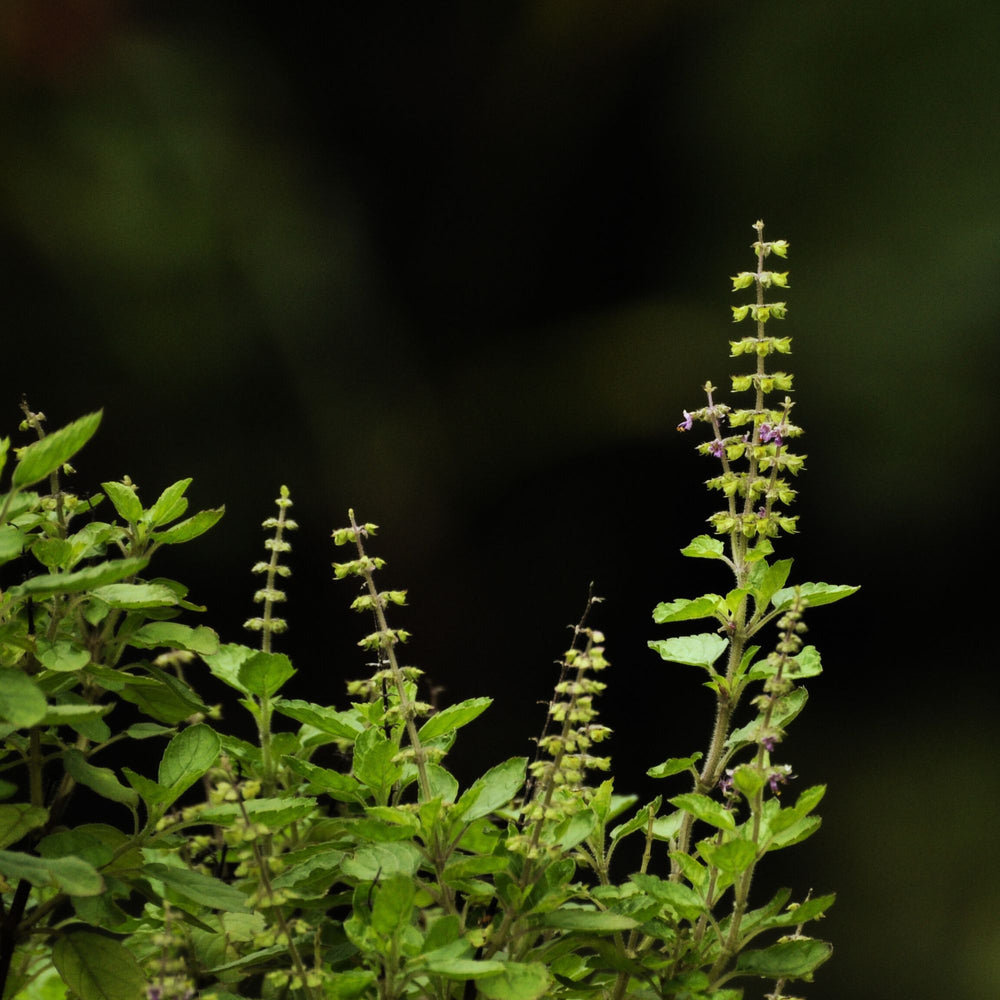 close up of holy basil (tulsi) in naturalistic setting