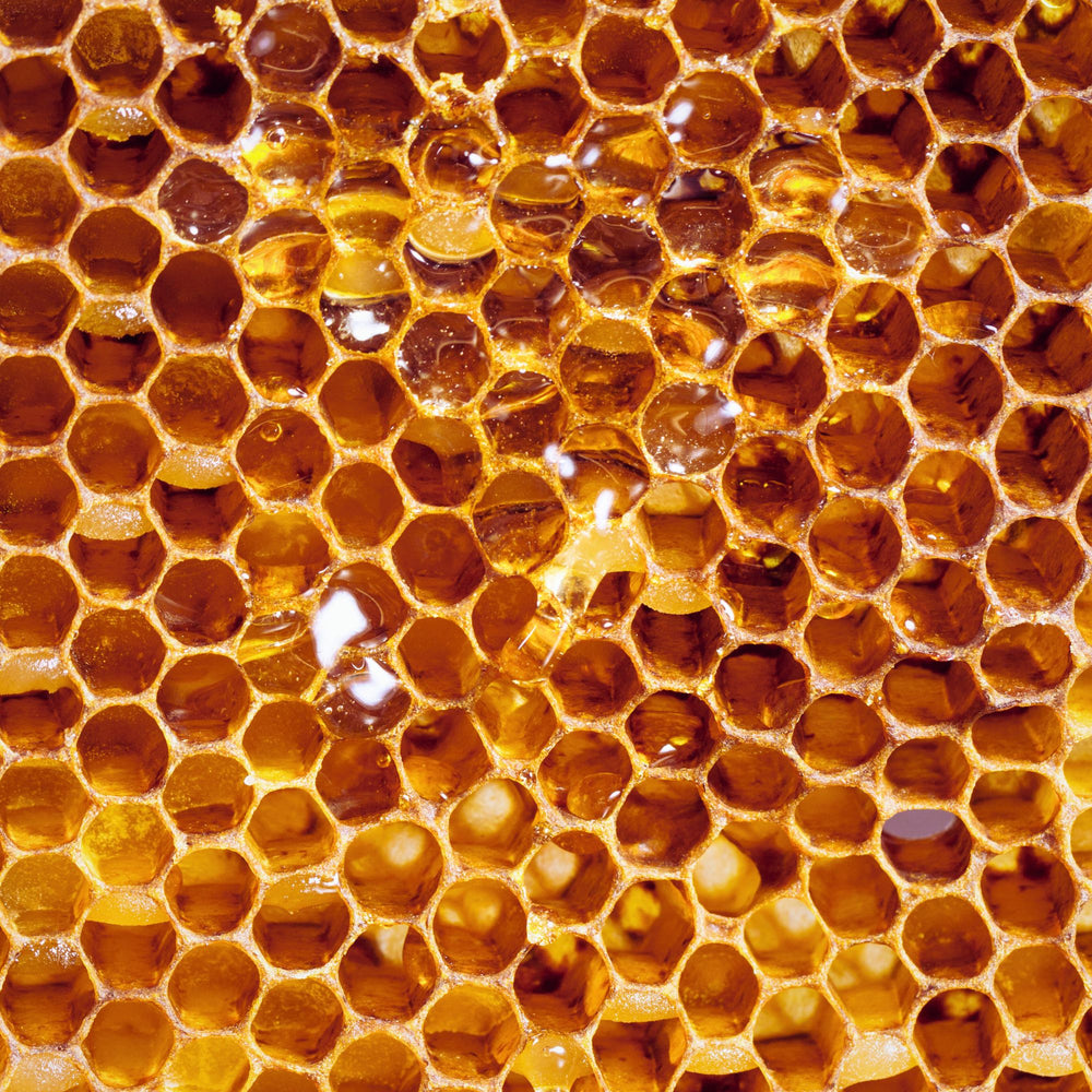 
                      
                        Close up of a honey comb dripping with glistening fresh honey
                      
                    