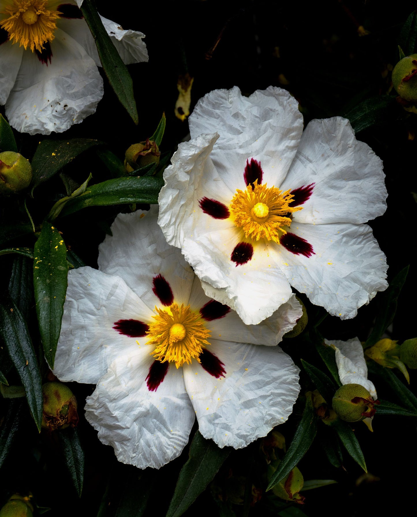 close up of gum rock rose flower (labdanum)