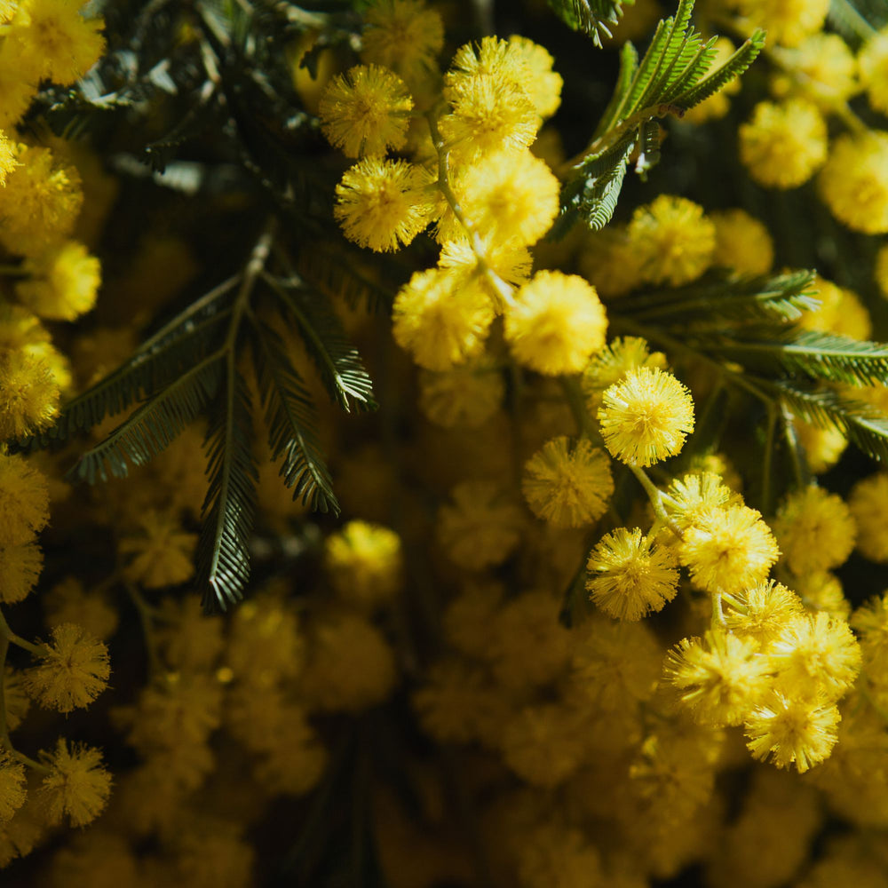 
                      
                        close up of yellow mimosa flowers
                      
                    