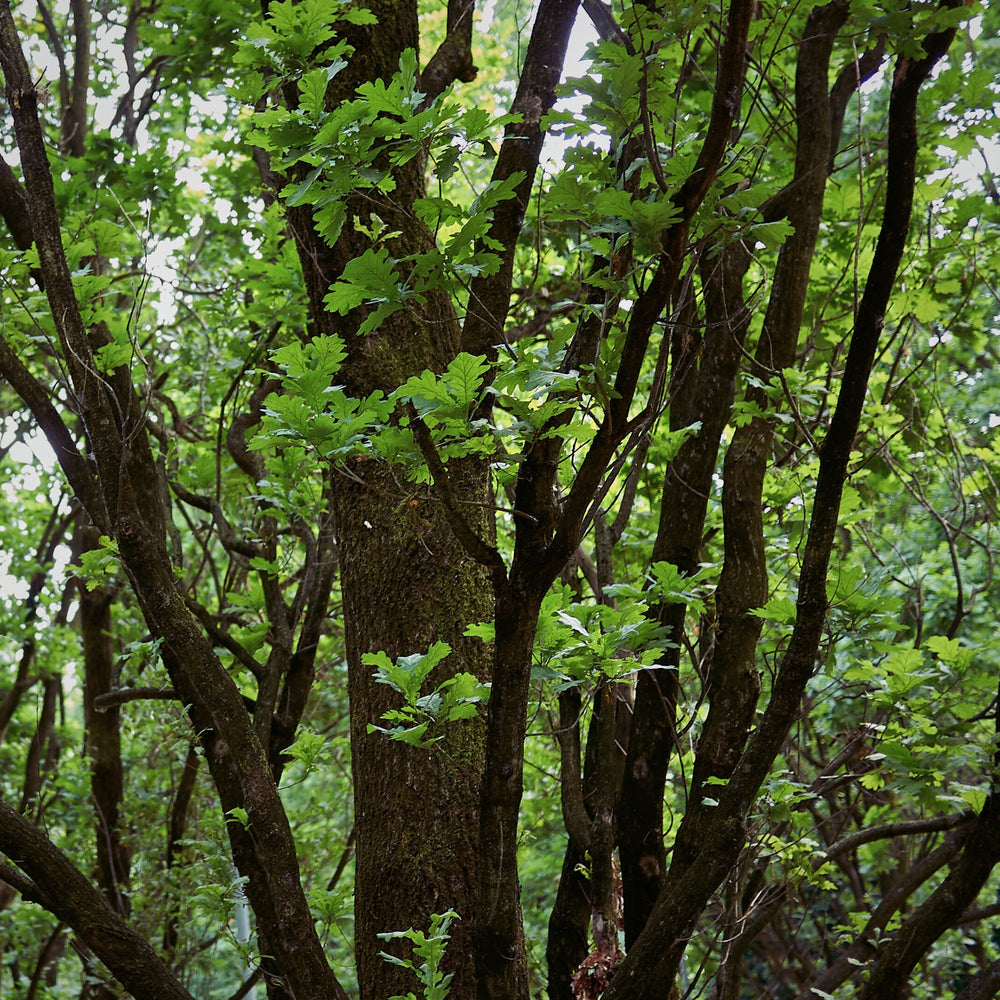 oak tree in a forest