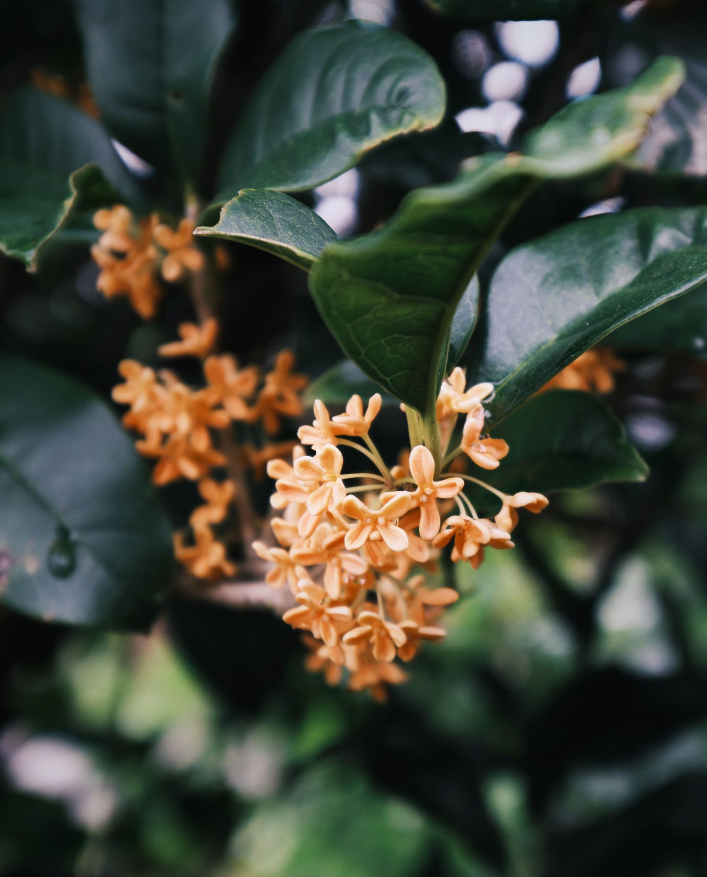 close up of orange osmanthus flowers 