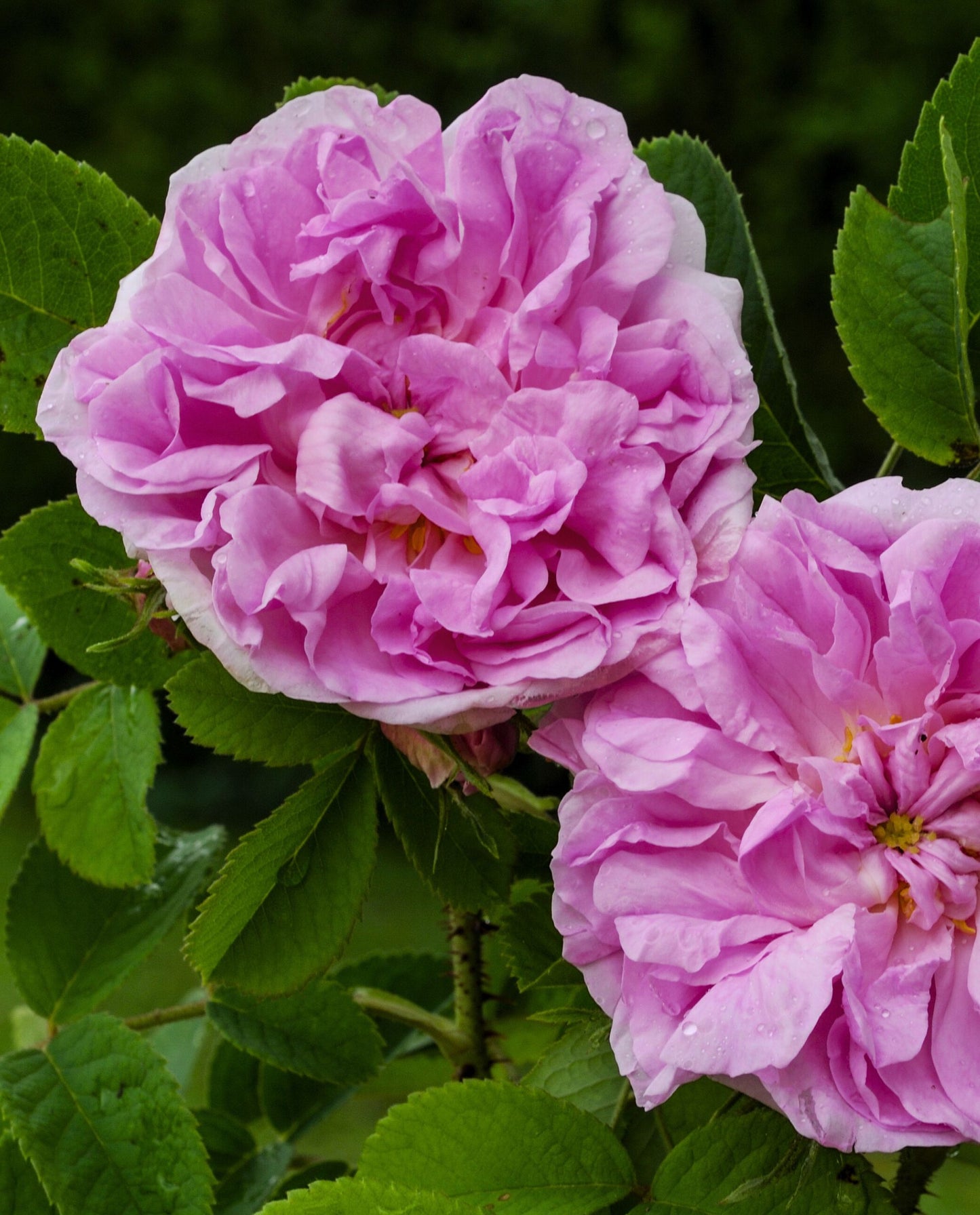 close up of two damascus roses