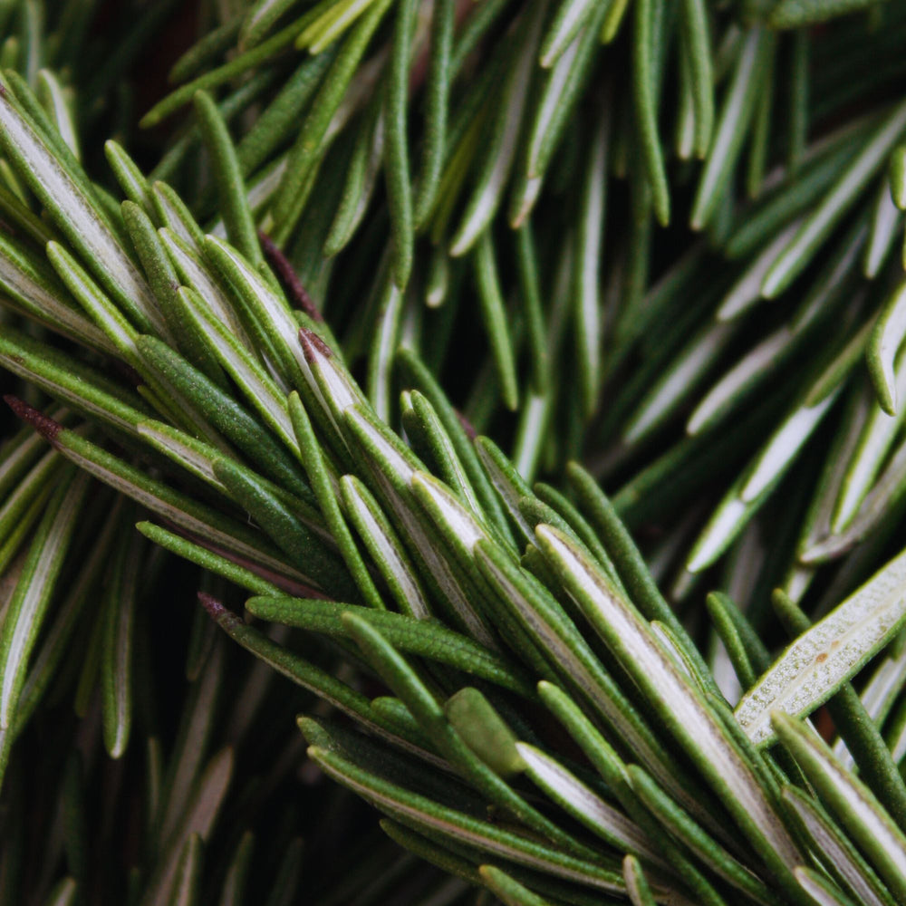 
                      
                        close up of rosemary sprigs
                      
                    