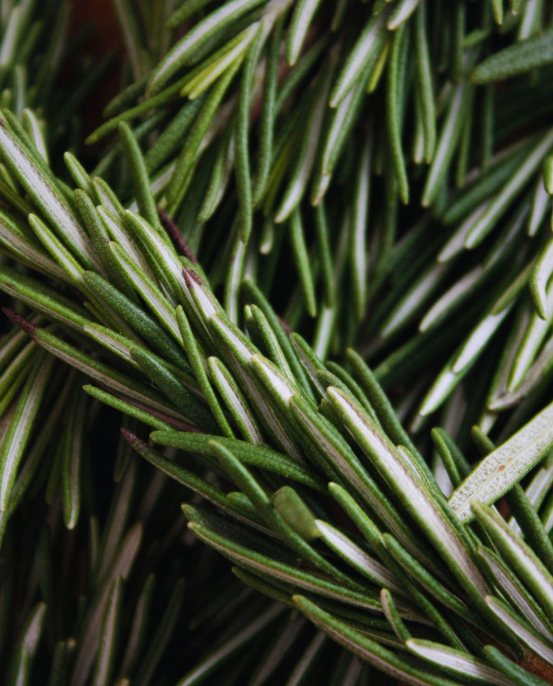 NUIT DÉSERT  Botanical Perfume Oil - cedar leaf, agarwood, vetiver – Lvnea  Perfume