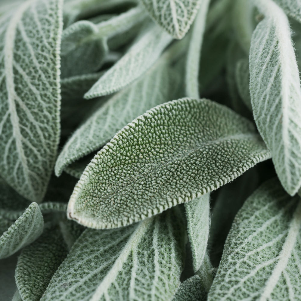 close up of sage leaves