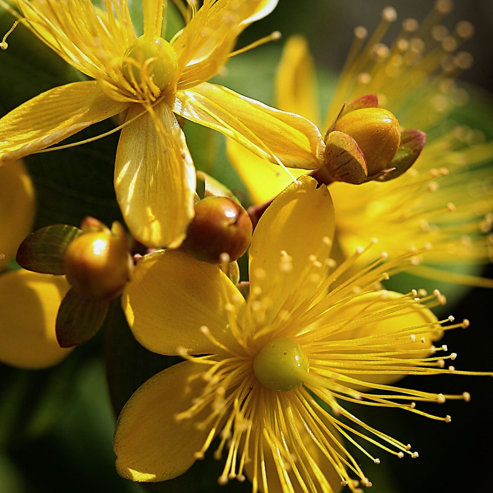 
                      
                        extreme close up of a yellow St. John's Wort flower with soft out of focus background
                      
                    