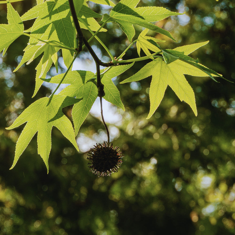 
                      
                        close up of Liquidambar styraciflua 
                      
                    