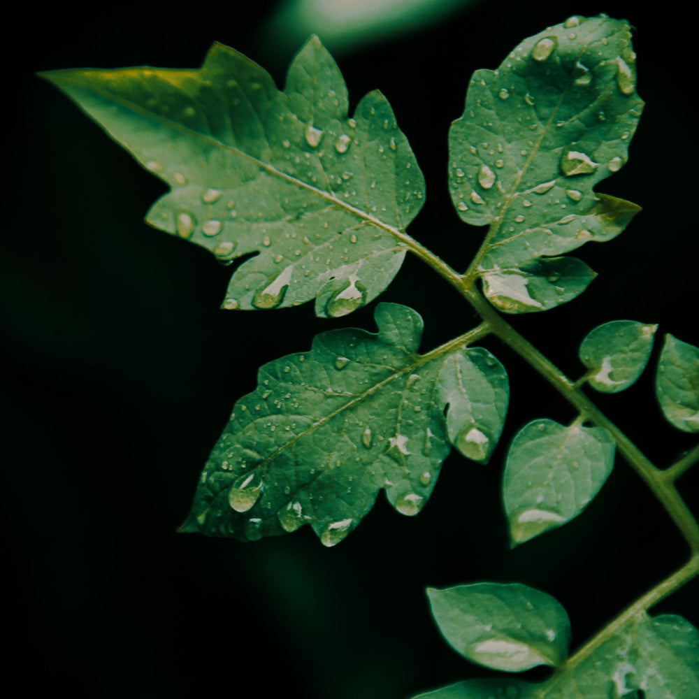 
                      
                        close up of a dewy tomato leaf against a dark out of focus background
                      
                    