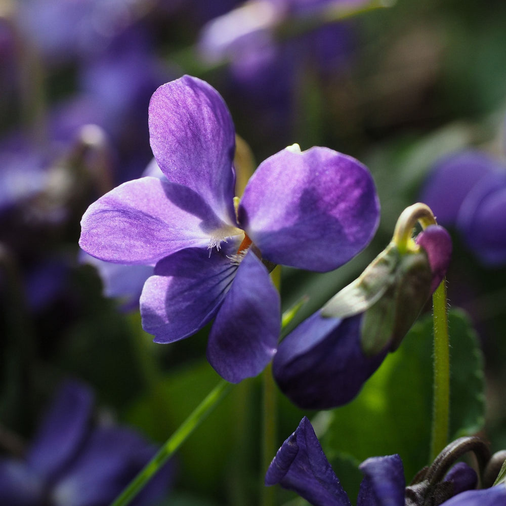 close up of violet flower