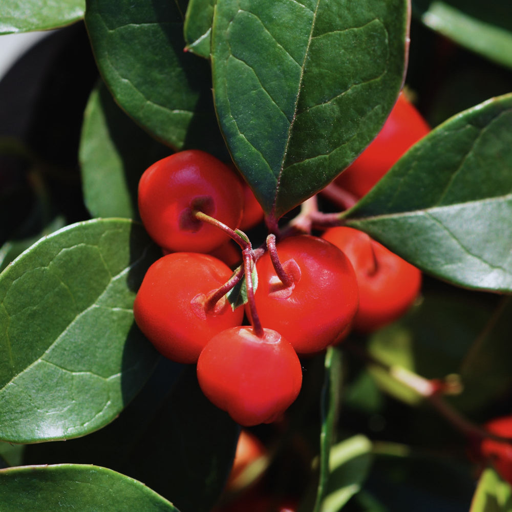 close up of red wintergreen berries and foliage