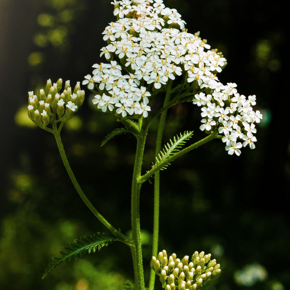 close up of the flowering top of a yarrow stem.