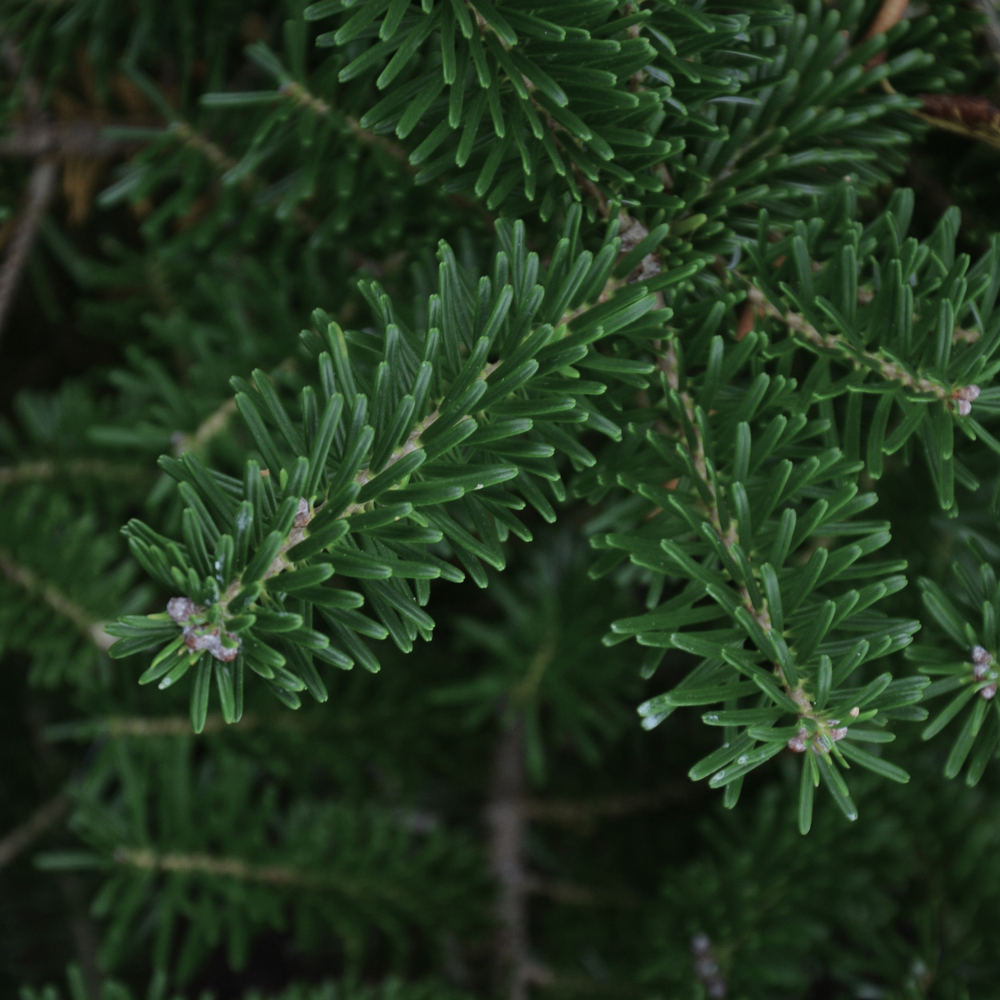 close up of balsam fir needles