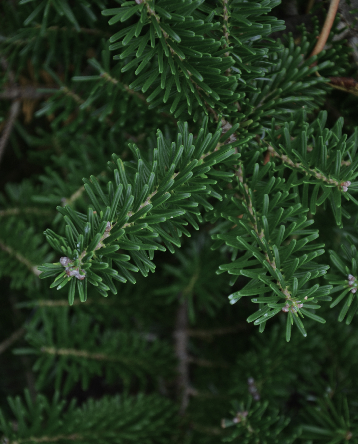 close up of balsam fir needles