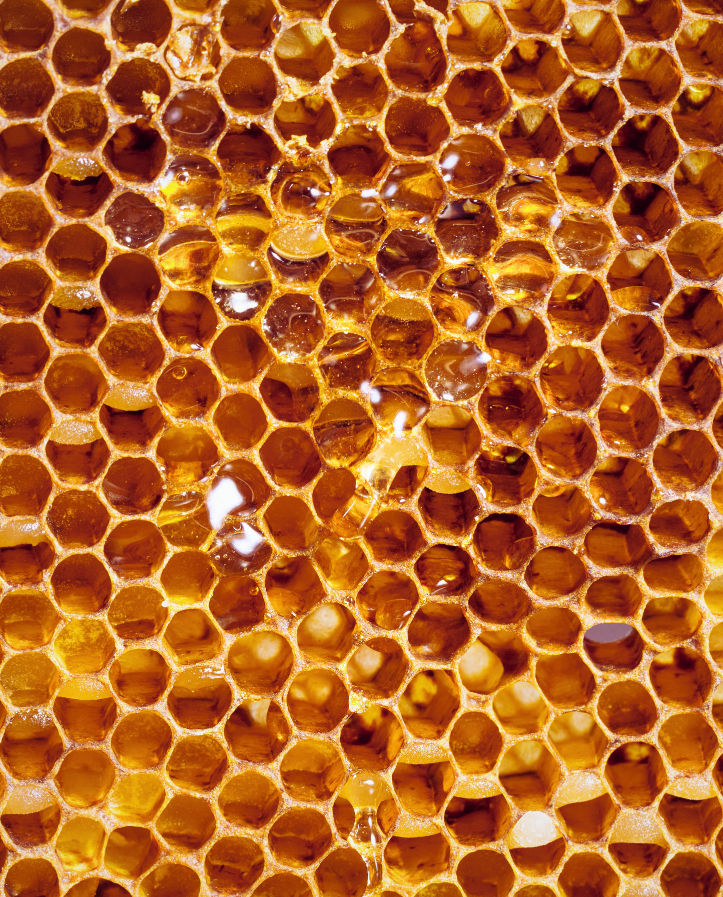 close up of honeycomb with honey dripping out of it