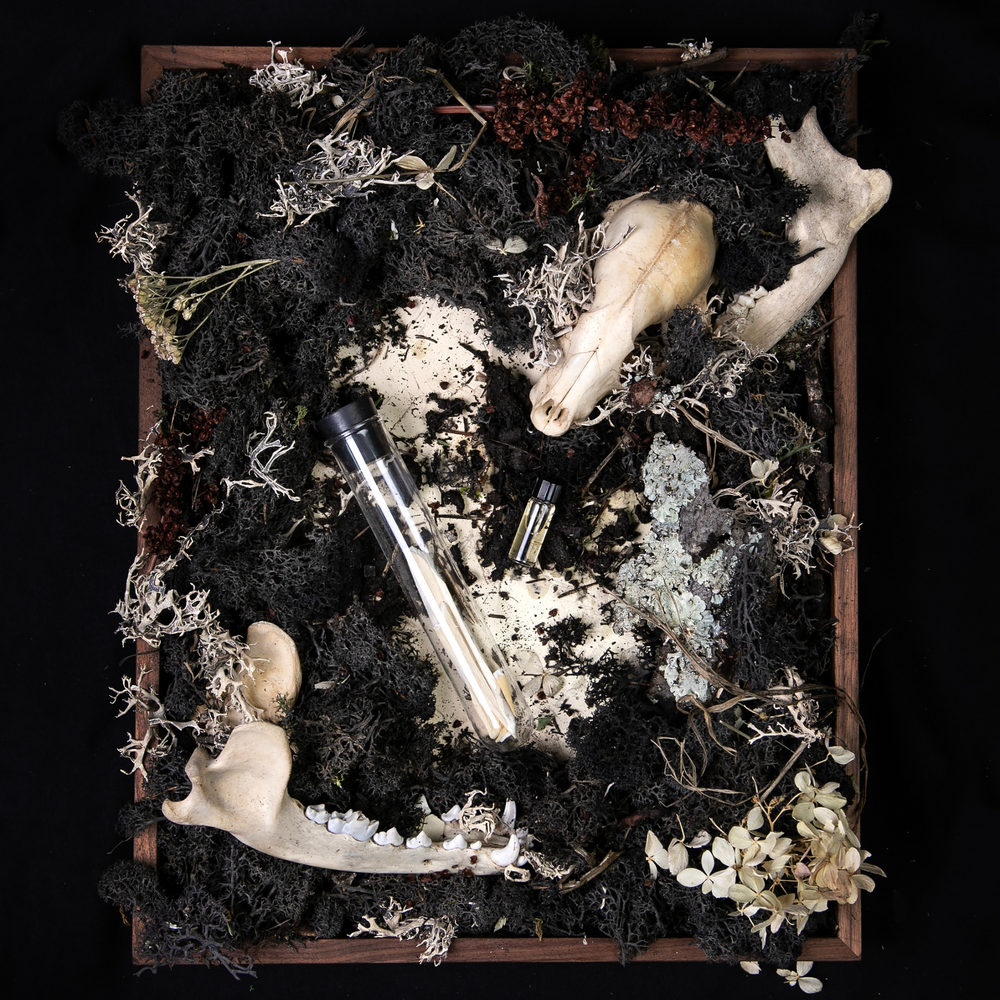 
                      
                        "Bone" diorama; an overhead still life of skulls, bones, and other specimens, surrounded by moss.
                      
                    