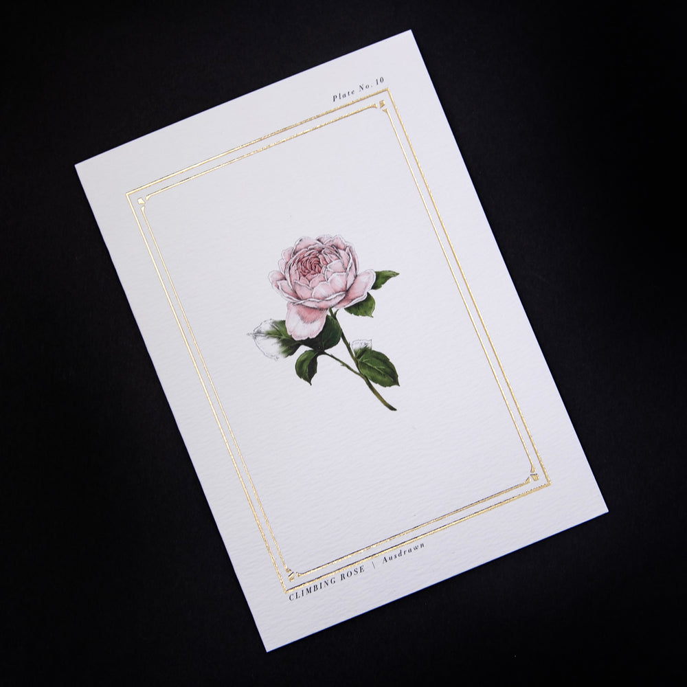 white greeting card with illustration of rose and gilded border