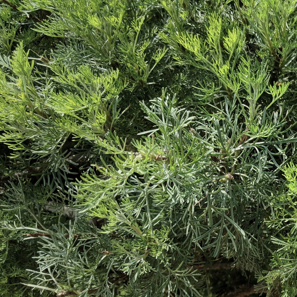 close up of davana in a naturalistic environment