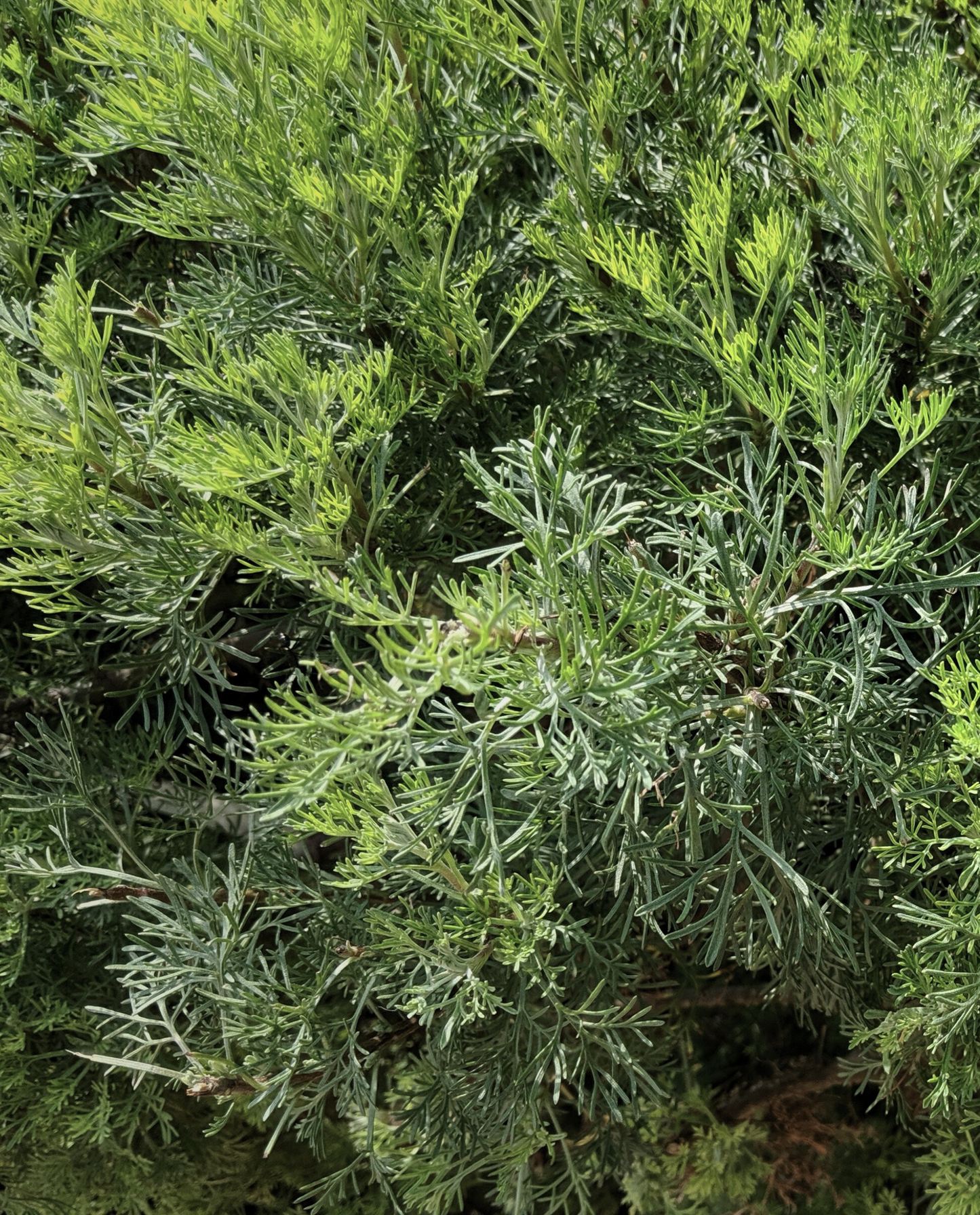 close up of davana in a naturalistic environment