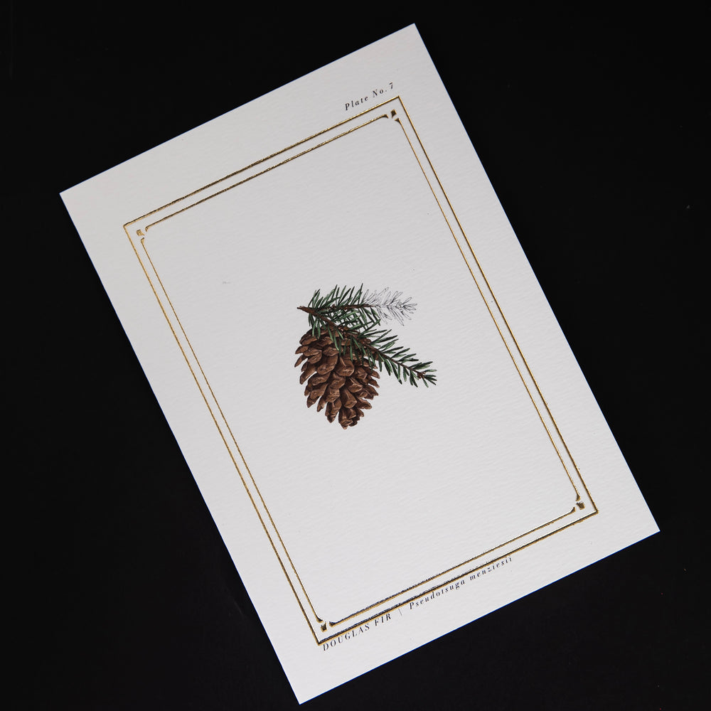 white greeting card featuring a botanical illustration of a douglas fir pinecone and gold foil border, seen from overhead on a black background