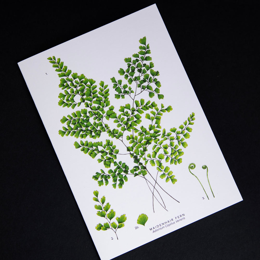 Cream-coloured card with illustration of maidenhair fern