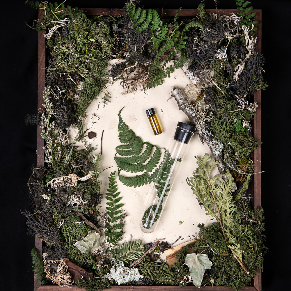 
                      
                        "Fern" diorama; an overhead still life of dried ferns, moss, ivy, and other verdant specimens reminiscent of the "fougère" fragrance family.
                      
                    