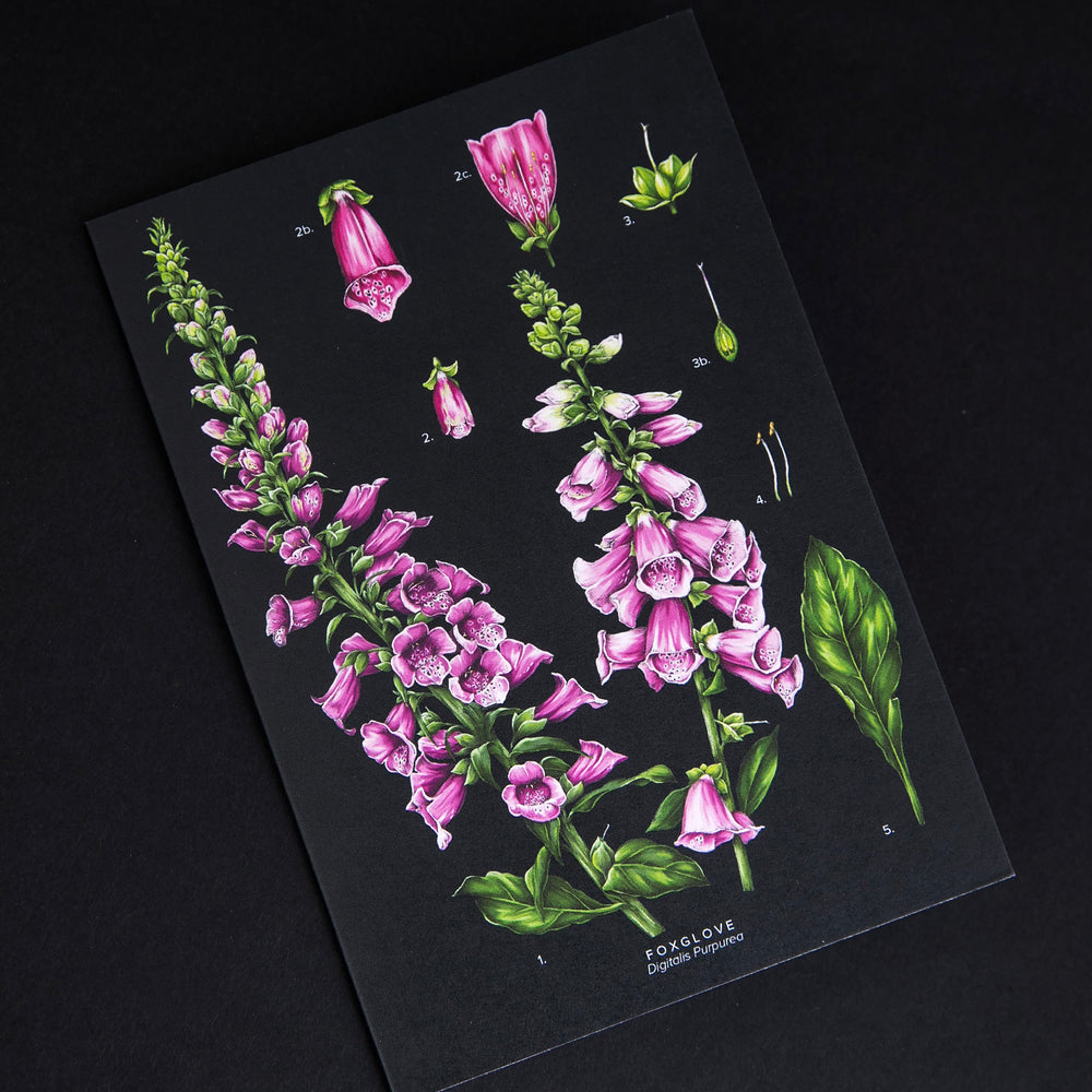 Greeting card with illustration of foxgloves on black background