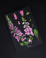 Greeting card with illustration of foxgloves on black background
