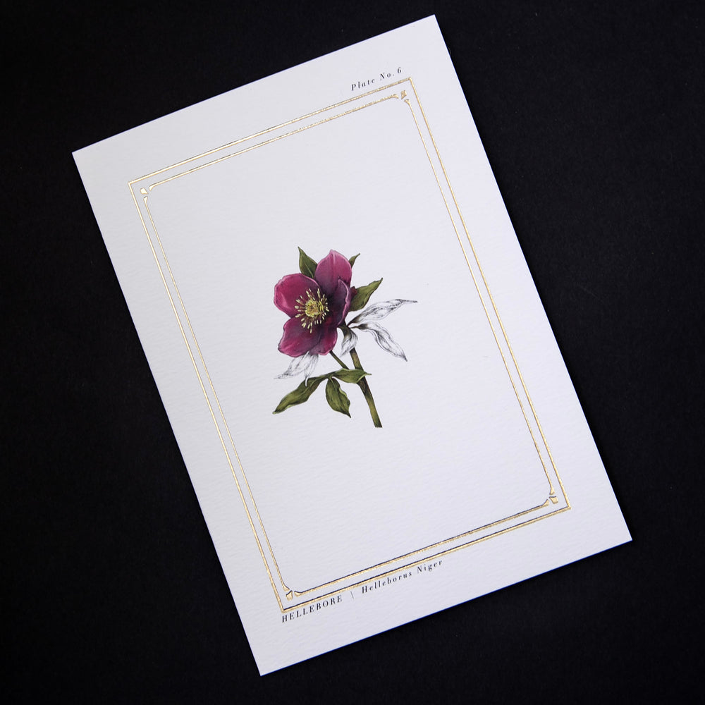 white card with illustration of hellebore surrounded by gilded frame