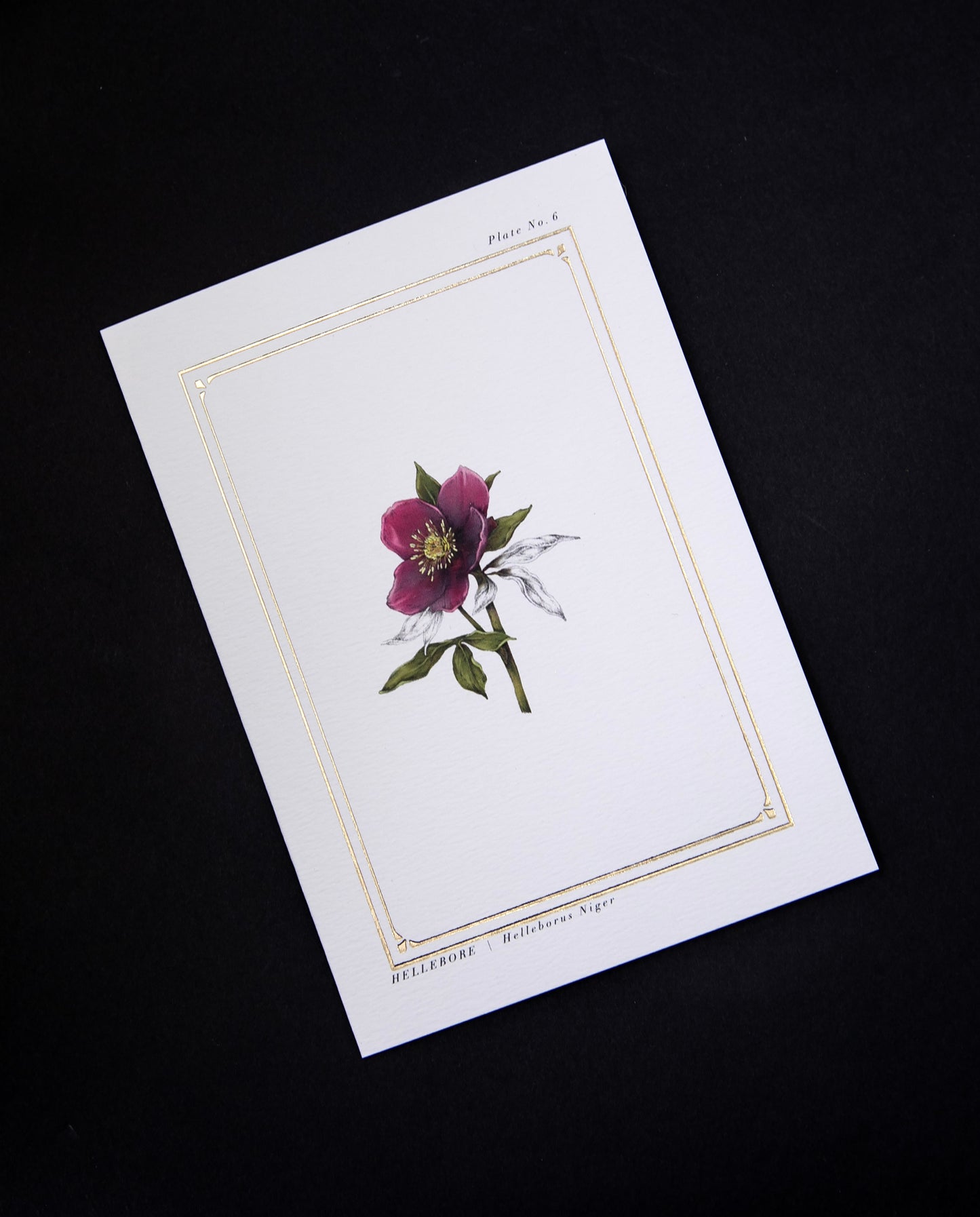 white card with illustration of hellebore surrounded by gilded frame