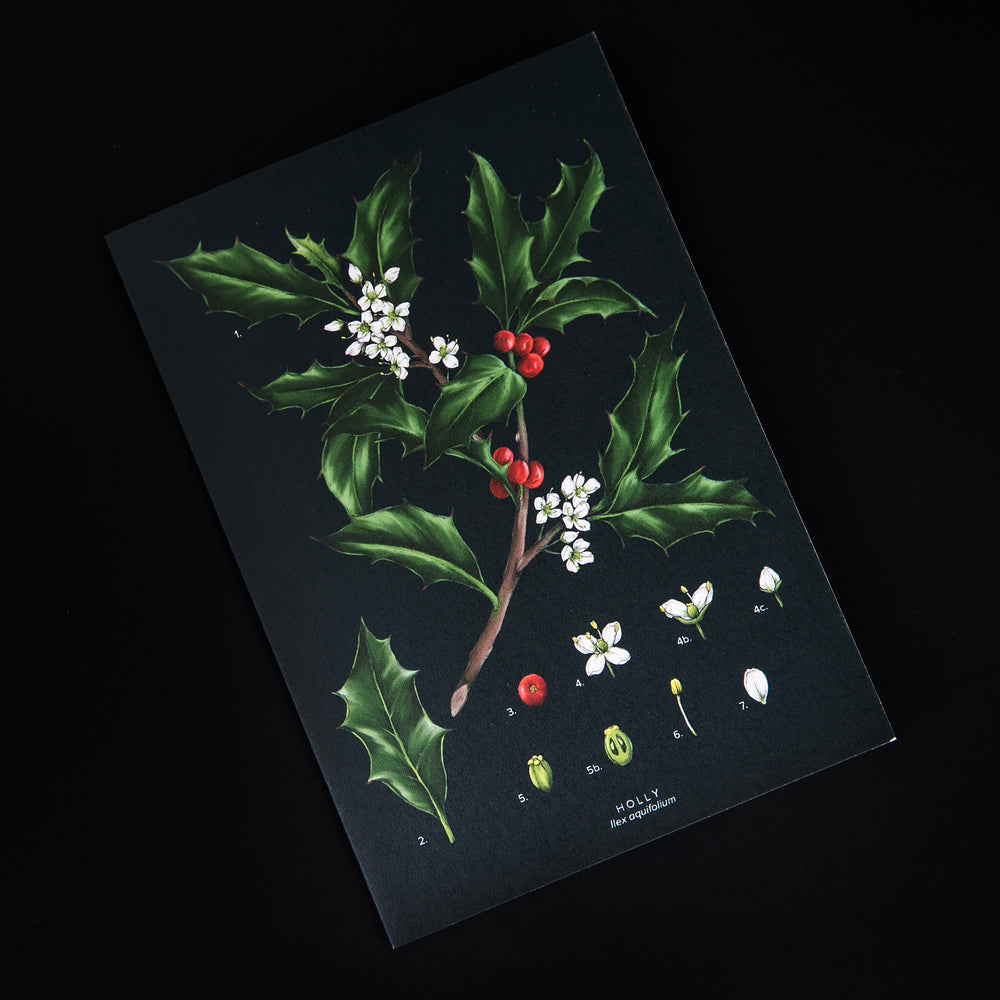 Holly Greeting Card | CATHERINE LEWIS DESIGN