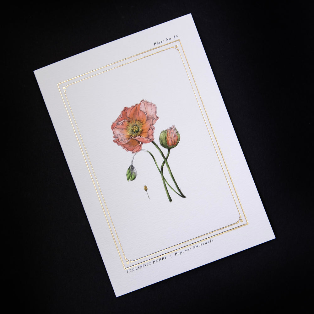 greeting card with illustration of icelandic poppy surrounded by gilded frame