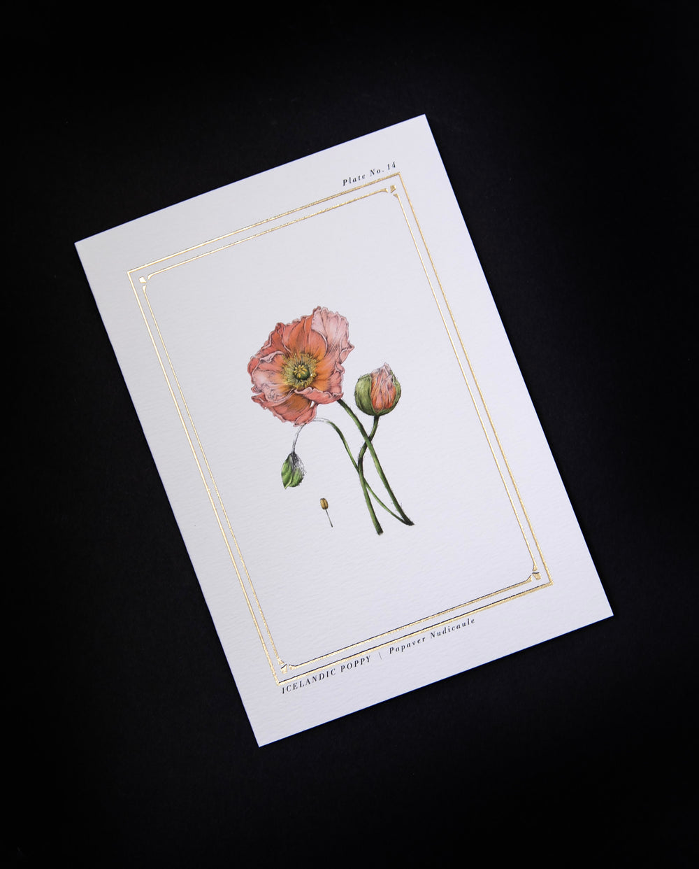 greeting card with illustration of icelandic poppy surrounded by gilded frame