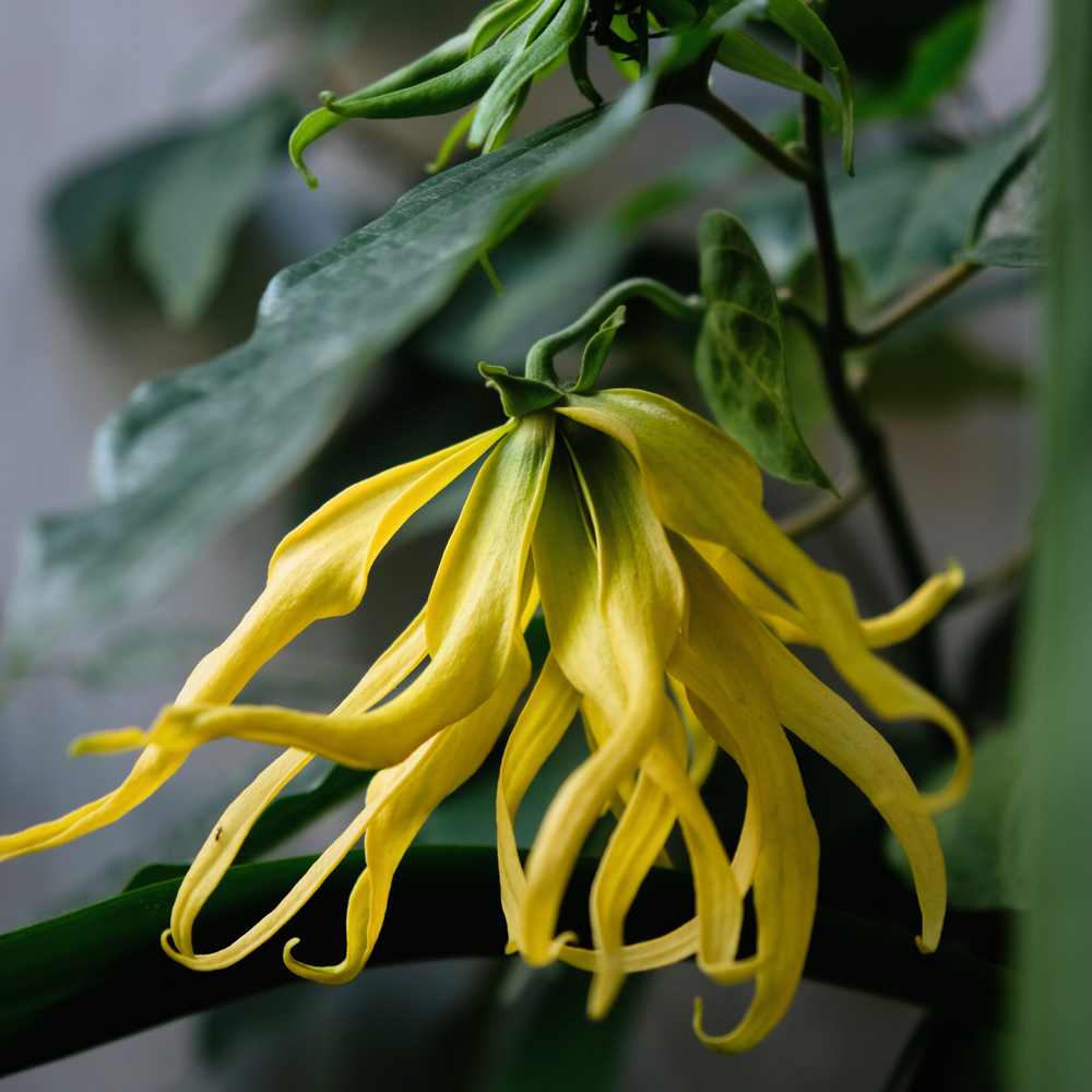 close up of yellow ylang ylang flower