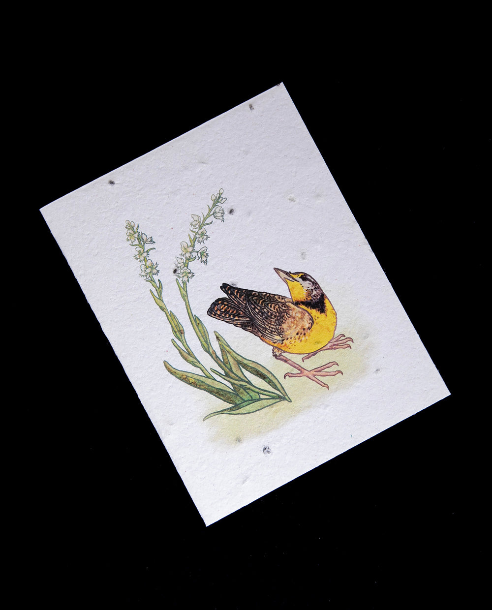 Greeting card with illustration of a rmeadowlark surrounded by orchids printed on cream coloured seed-studded plantable paper.